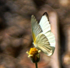 Appias epaphia contracta