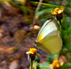 Appias epaphia contracta