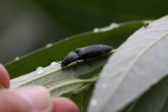 Melanactes densus