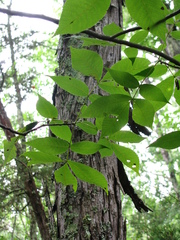Carya carolinae-septentrionalis