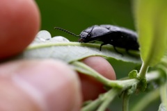 Melanactes densus