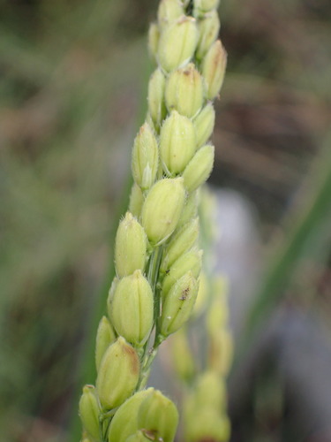 Foto de Arroz