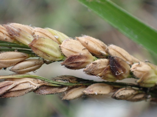 Foto de Arroz