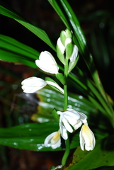 Eulophia terrestris