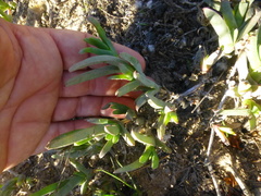 Ruschia rigidicaulis