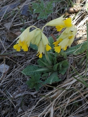 Primula veris macrocalyx