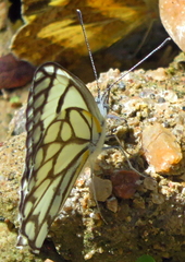 Belenois aurota image