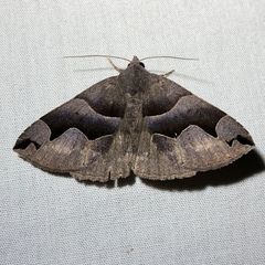 Gondysia