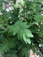 Polemonium foliosissimum