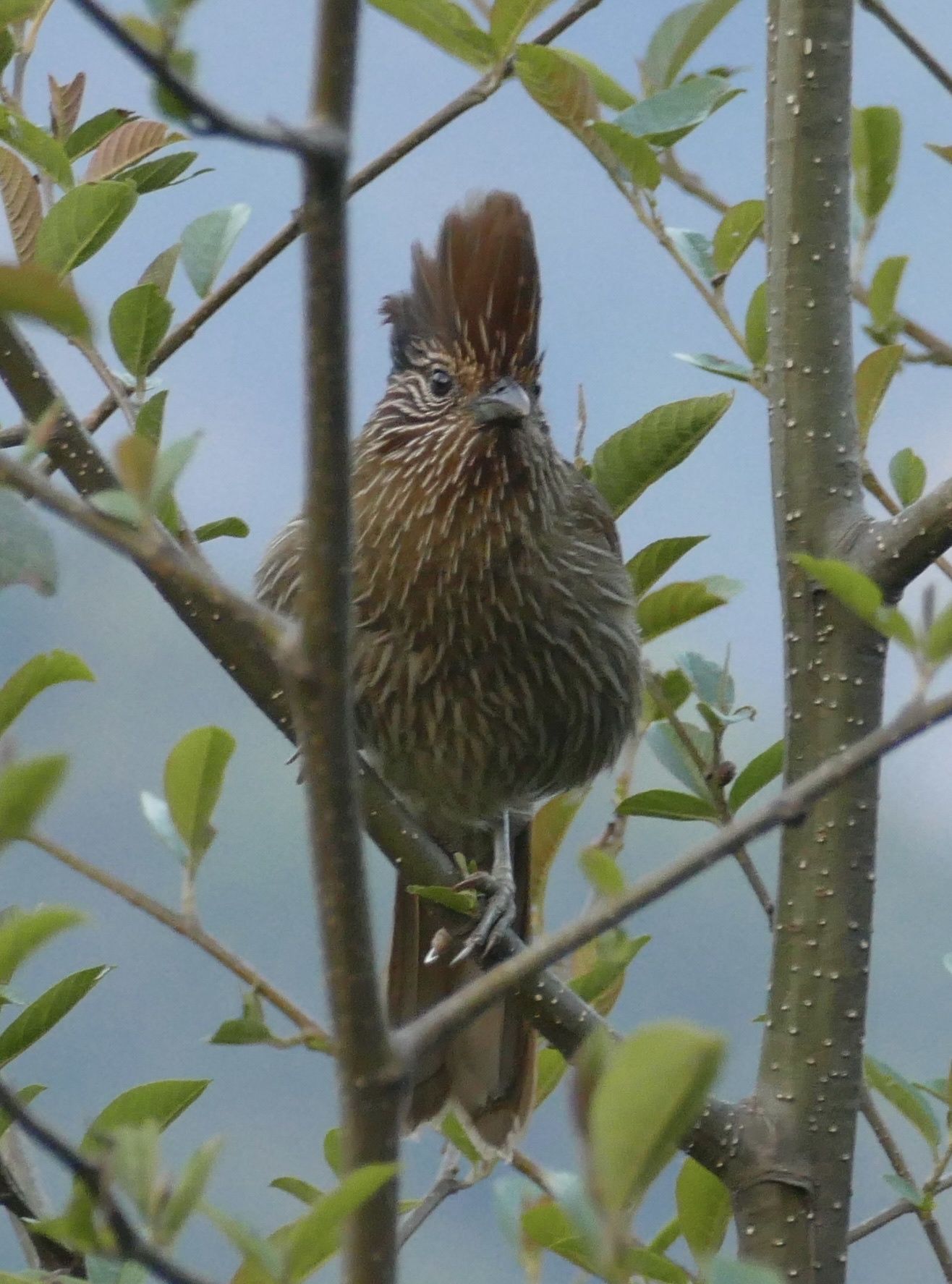 Striated Laughingthrush