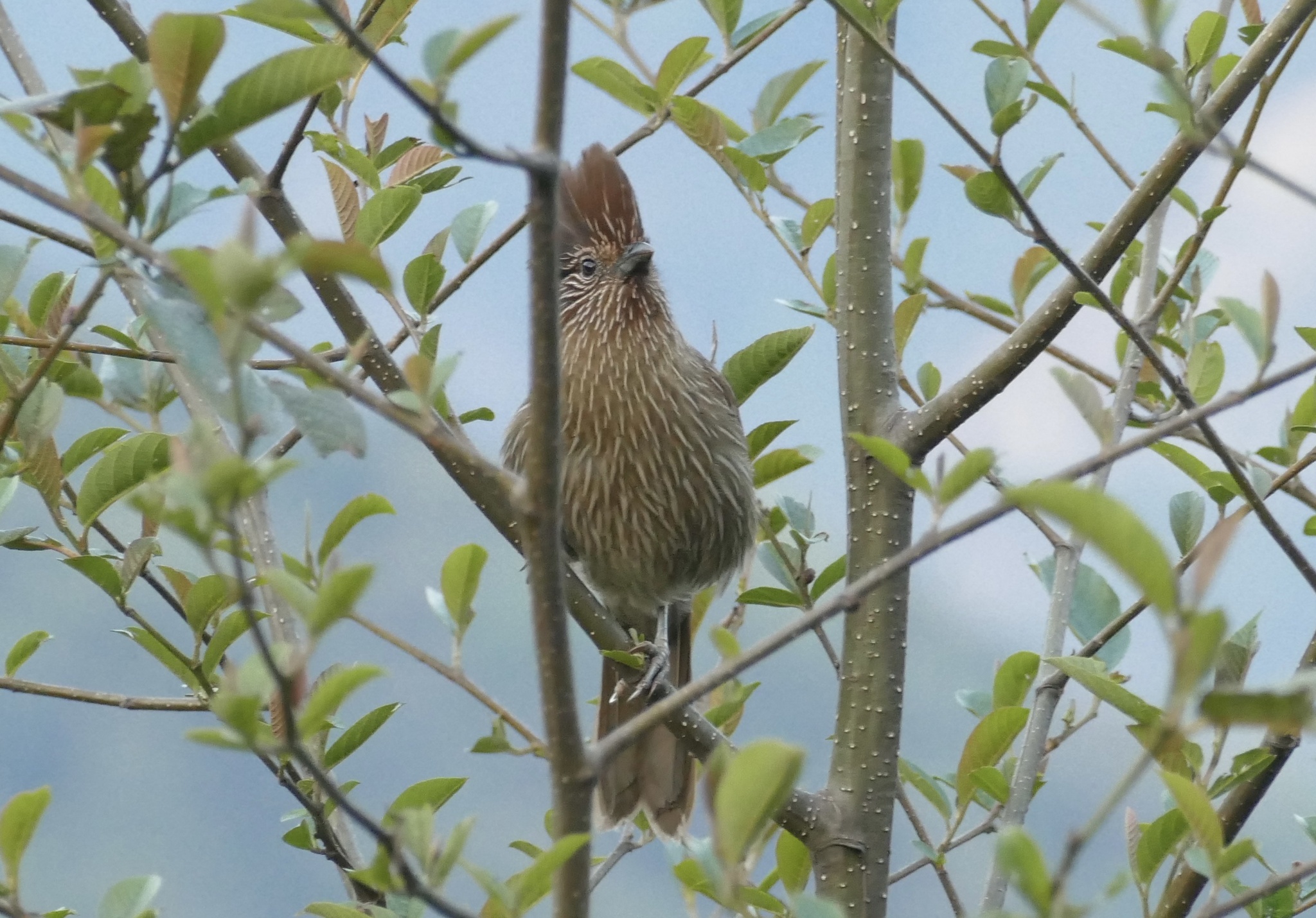 Striated Laughingthrush