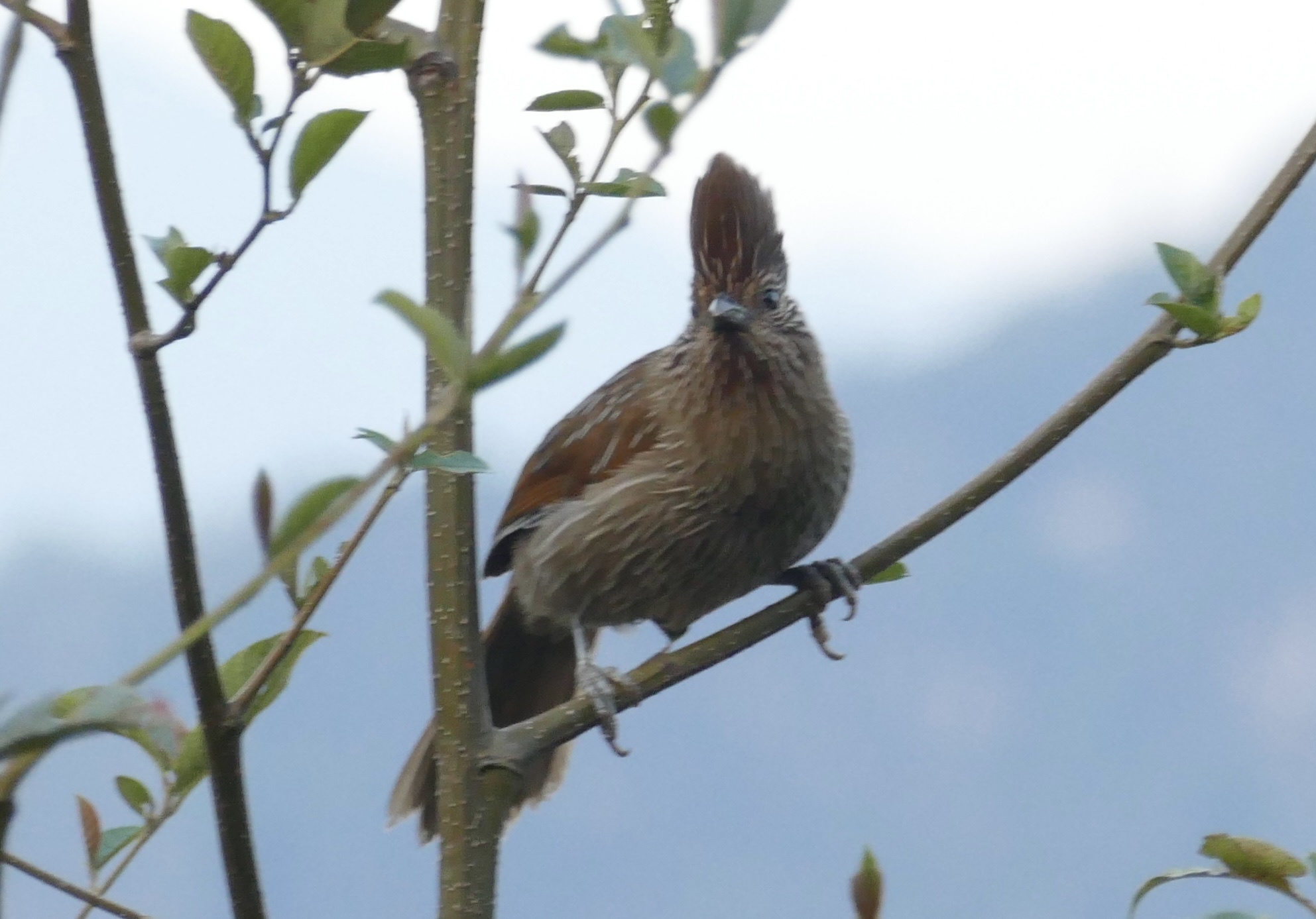 Striated Laughingthrush