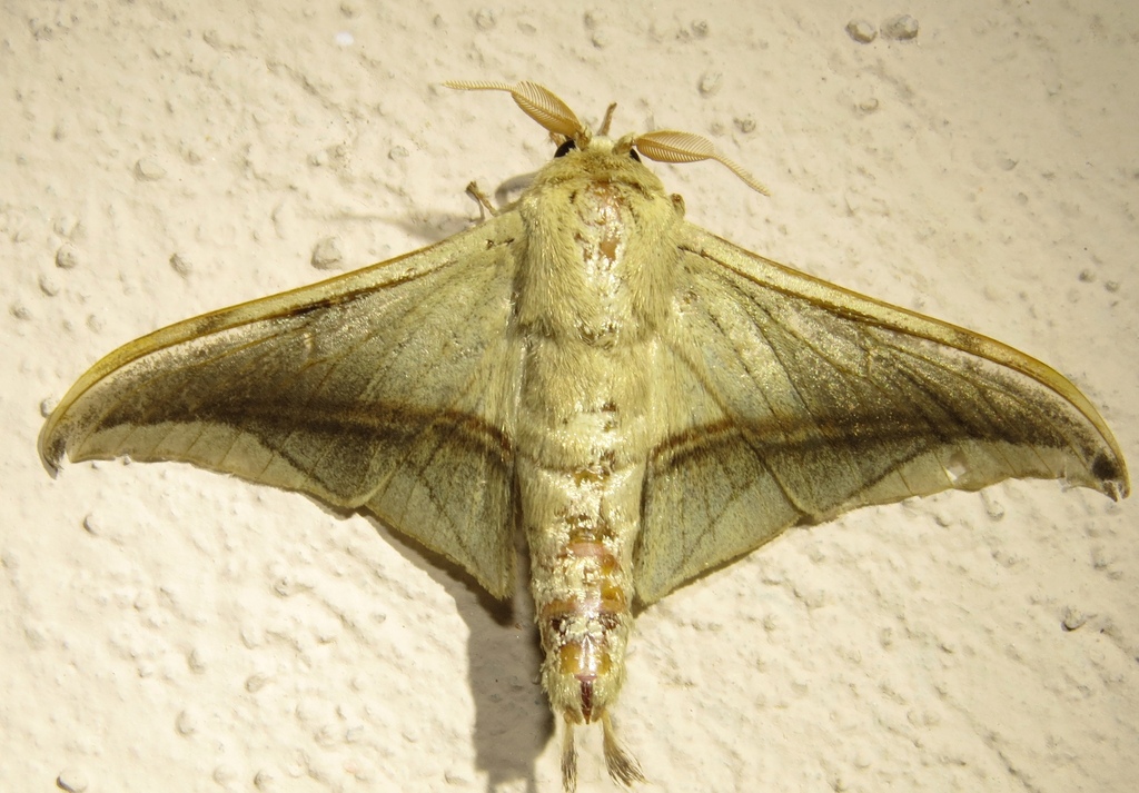 Bedosiallo moengus
