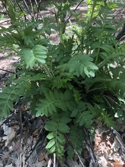 Polemonium foliosissimum