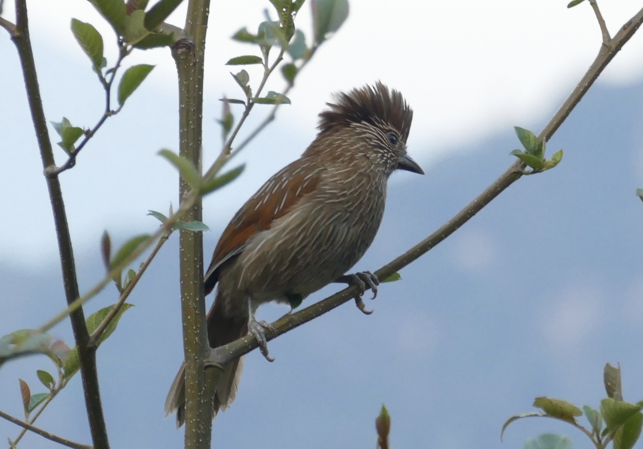 Striated Laughingthrush