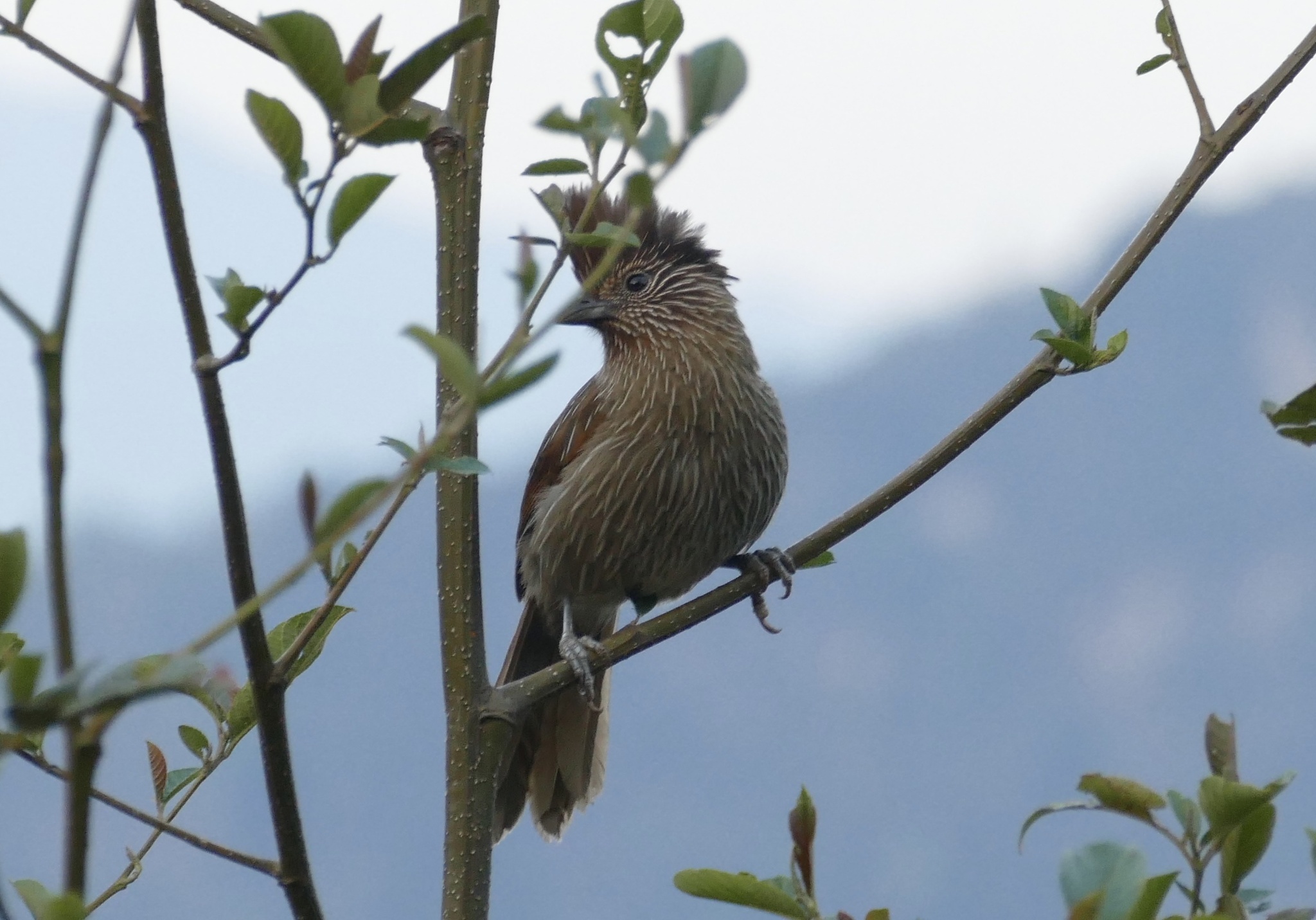 Striated Laughingthrush