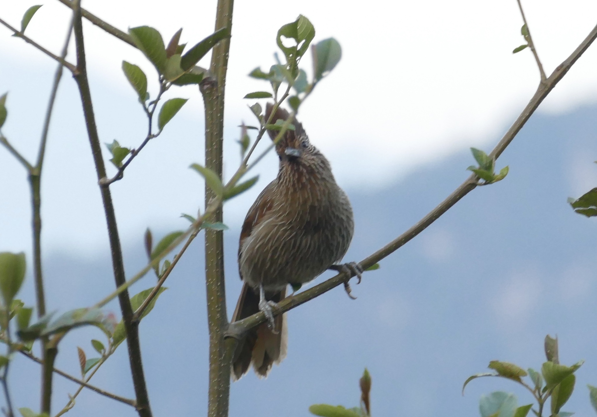 Striated Laughingthrush