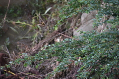 Nesotriccus incomtus