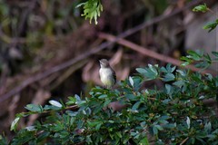 Nesotriccus incomtus