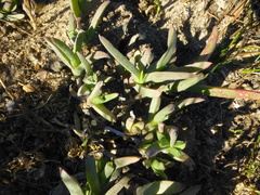 Ruschia rigidicaulis