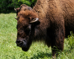 Bison