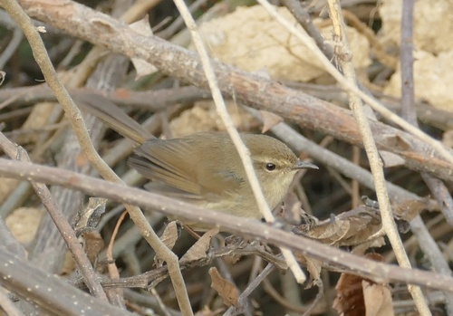 Brown-flanked Bush Warbler (Horornis fortipes), photo 9