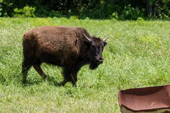 Bison
