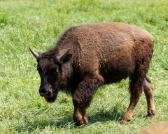 Bison