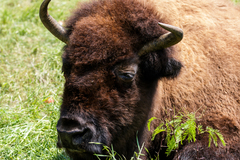 Bison