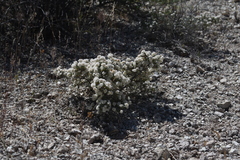 Eriogonum ripleyi