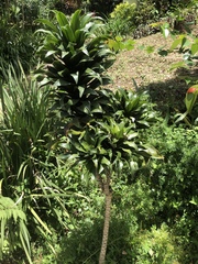 Dracaena fragrans compacta
