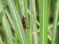 Dicelosternus corallinus