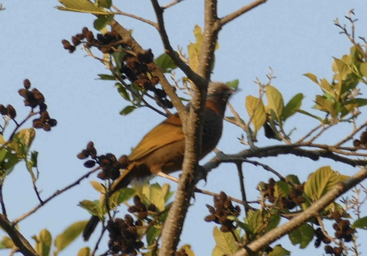 Chestnut-crowned Laughingthrush