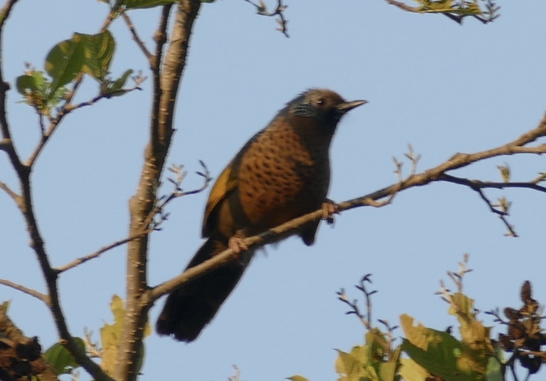 Chestnut-crowned Laughingthrush
