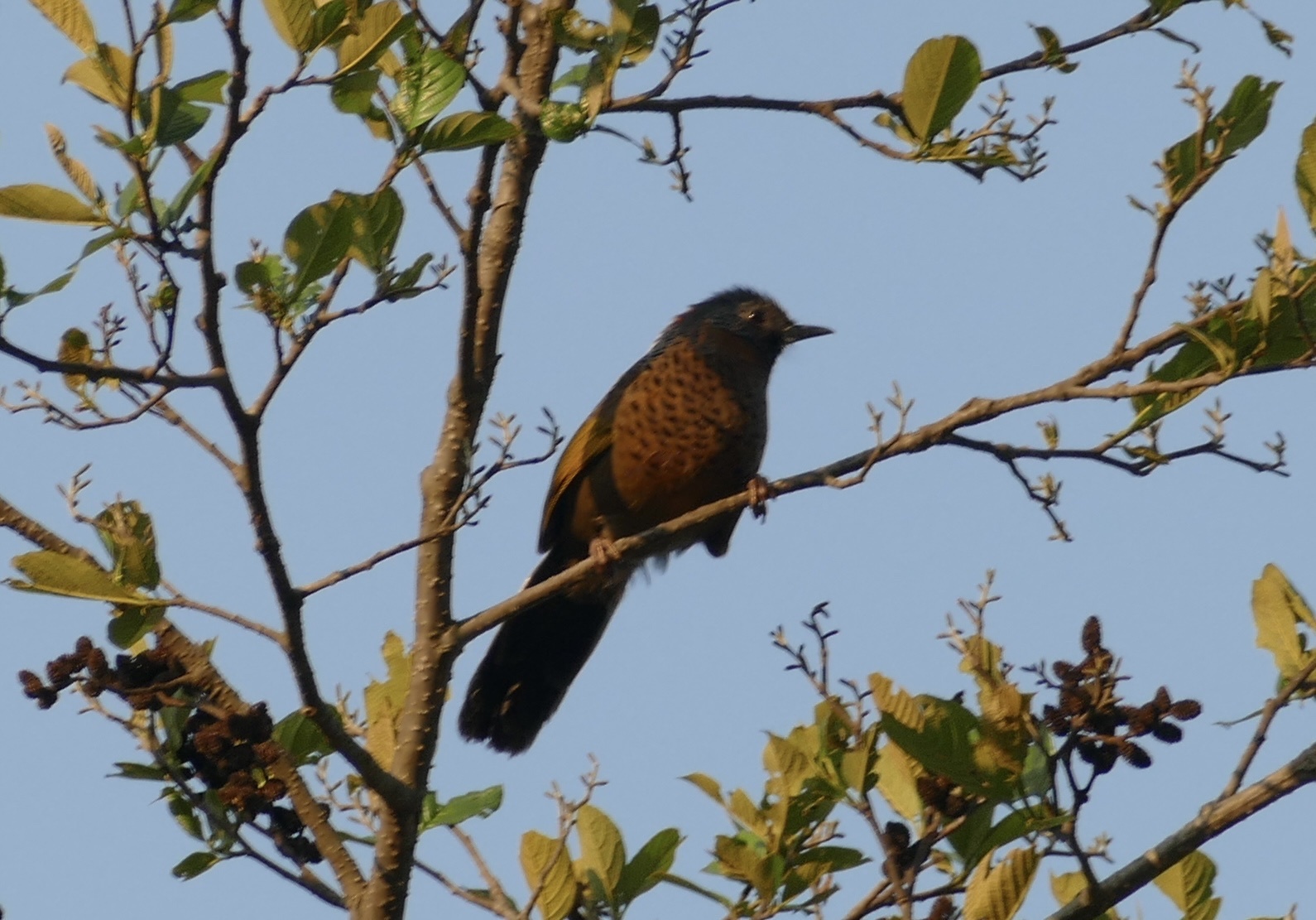 Chestnut-crowned Laughingthrush