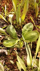 Hieracium scabrum intonsum