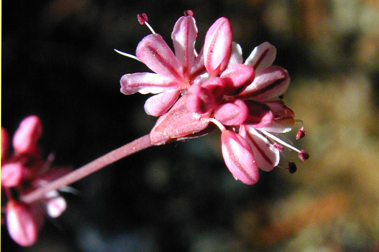 Eriogonum luteolum var. luteolum