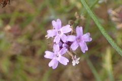 Glandularia lilacina