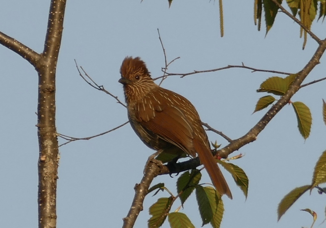 Striated Laughingthrush