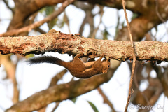 Ear-Spot Squirrel photo 3