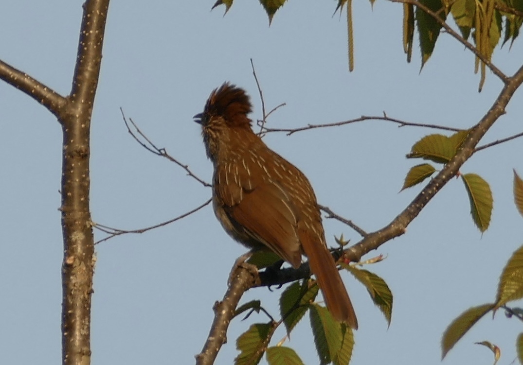 Striated Laughingthrush