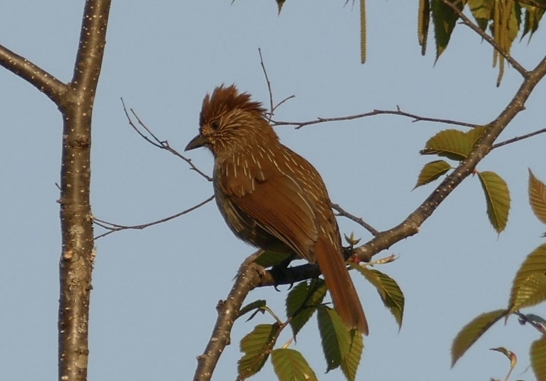 Striated Laughingthrush