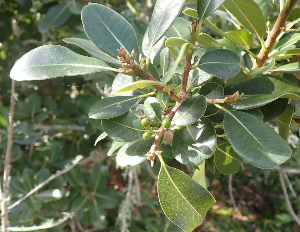 white milkwood from Pledge Nature Reserve, Knysna, 6570, South Africa ...