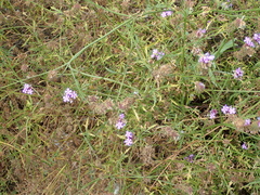 Glandularia lilacina