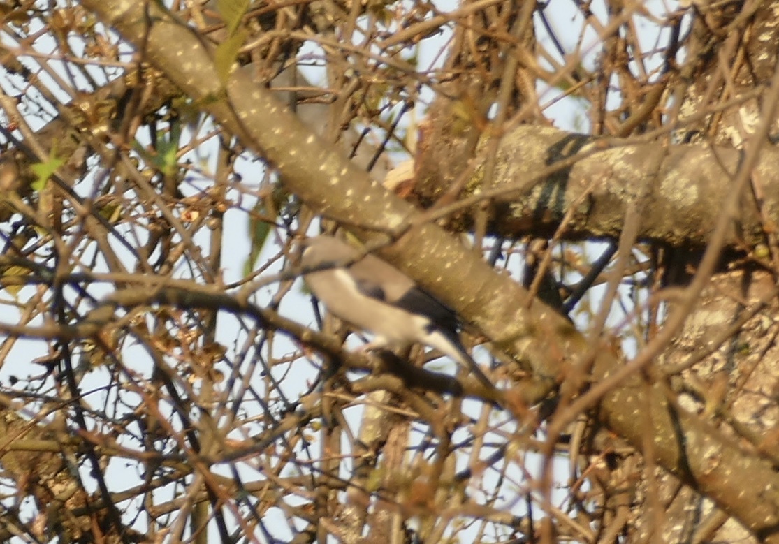 Brown Bullfinch (Pyrrhula nipalensis), photo 3