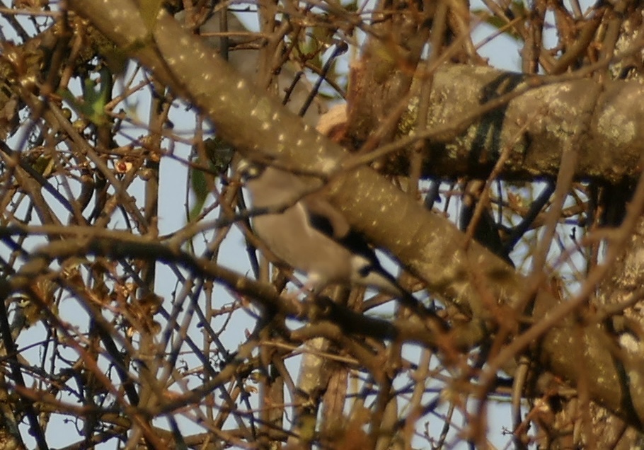 Brown Bullfinch (Pyrrhula nipalensis), photo 4