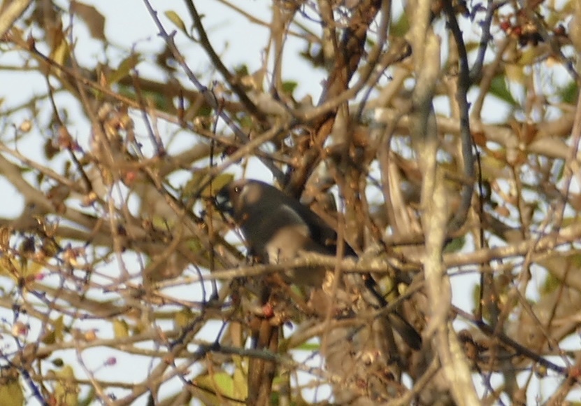 Brown Bullfinch (Pyrrhula nipalensis), photo 5