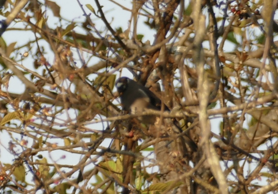 Brown Bullfinch (Pyrrhula nipalensis), photo 6