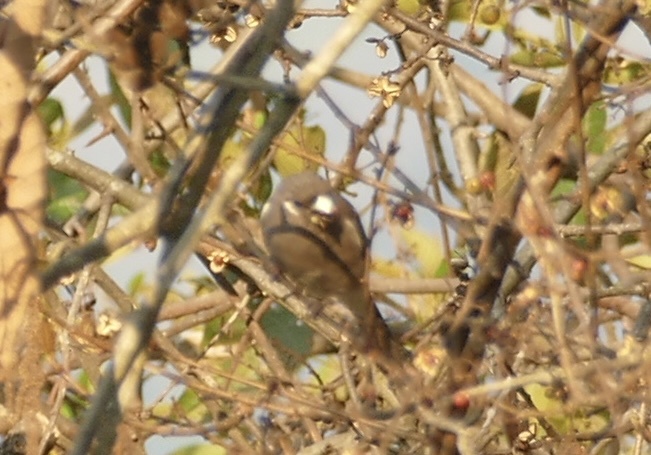 Brown Bullfinch (Pyrrhula nipalensis), photo 7