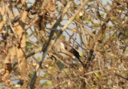 Brown Bullfinch (Pyrrhula nipalensis), photo 10